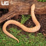 ug_Baby_Albino_Western_Hognose_Snake_5.jpg