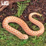 ug_Baby_Albino_Western_Hognose_Snake_4.jpg