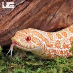 ug_Baby_Albino_Western_Hognose_Snake_1.jpg