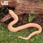 ug_Baby_Albino_Western_Hognose_Snake_3.jpg