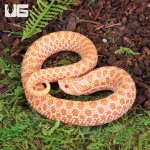 ug_Baby_Albino_Western_Hognose_Snake_2.jpg