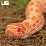 ug_Baby_Albino_Anaconda_Western_Hognose_Snake_5.jpg