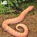 ug_Baby_Albino_Anaconda_Western_Hognose_Snake_4.jpg