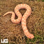 ug_Baby_Albino_Anaconda_Western_Hognose_Snake_2.jpg