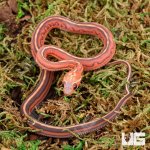ug_Baby_Scaleless_Tessera_Het_Anery_Cornsnake_4.jpg
