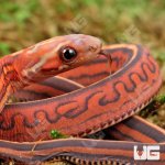 ug_Baby_Scaleless_Tessera_Het_Anery_Cornsnake_3.jpg