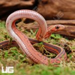 ug_Baby_Scaleless_Tessera_Het_Anery_Cornsnake_2.jpg