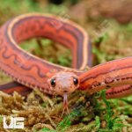 ug_Baby_Scaleless_Tessera_Het_Anery_Cornsnake_1.jpg