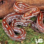 ug_Baby_Tessera_Cornsnake_4.jpg
