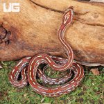 ug_Baby_Tessera_Cornsnake_1.jpg