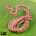ug_Baby_Irian_Jaya_Coastal_Carpet_Python_4.jpg