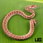 ug_Baby_Irian_Jaya_Coastal_Carpet_Python_3.jpg