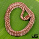 ug_Baby_Irian_Jaya_Coastal_Carpet_Python_2.jpg