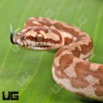 ug_Baby_Irian_Jaya_Coastal_Carpet_Python_1.jpg