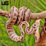ug_Baby_Irian_Jaya_Jaguar_Carpet_Python_4.jpg
