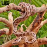 ug_Baby_Irian_Jaya_Jaguar_Carpet_Python_3.jpg