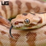 ug_Baby_Irian_Jaya_Jaguar_Carpet_Python_1.jpg
