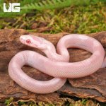 ug_Baby_Salmon_Snow_Motley_Cornsnake_5.jpg