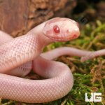 ug_Baby_Salmon_Snow_Motley_Cornsnake_4.jpg