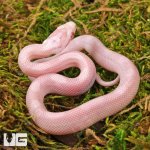 ug_Baby_Salmon_Snow_Motley_Cornsnake_3.jpg