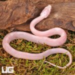 ug_Baby_Salmon_Snow_Motley_Cornsnake_2.jpg