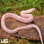 ug_Baby_Salmon_Snow_Motley_Cornsnake_1.jpg