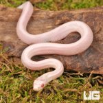 ug_Baby Striped Salmon Snow Cornsnake_4.jpg