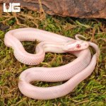 ug_Baby Striped Salmon Snow Cornsnake_3.jpg