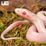 ug_Baby Striped Salmon Snow Cornsnake_2.jpg