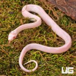 ug_Baby Striped Salmon Snow Cornsnake_1.jpg