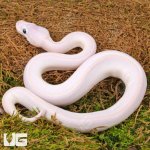 ug_Baby_Blue_Eyed_Leucistic_Ball_Python_4.jpg