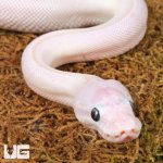 ug_Baby_Blue_Eyed_Leucistic_Ball_Python_3.jpg