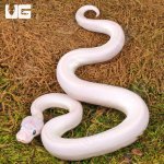 ug_Baby_Blue_Eyed_Leucistic_Ball_Python_2.jpg