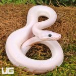 ug_Baby_Blue_Eyed_Leucistic_Ball_Python_1.jpg