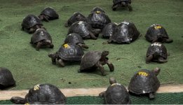 50 Aldabra B resize.jpg