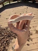 IMG_0368.jpeg