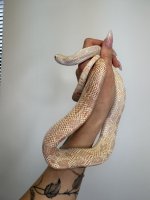 IMG_4122.jpeg