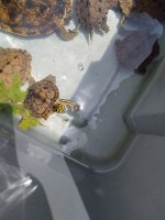 IMG_20250720_135705598.jpg
