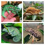 Furcifer major quad.jpg