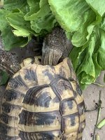 IMG_3110.jpeg