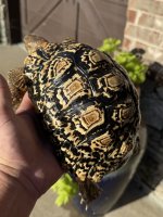 IMG_4440.jpeg
