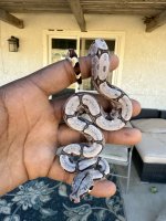 IMG_1022.jpeg