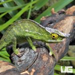 ug_canopy_chamaleon_3.jpg