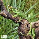 ug_canopy_chamaleon_4.jpg