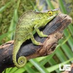 ug_canopy_chamaleon_1.jpg