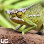 ug_canopy_chamaleon_2.jpg
