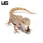 ug_mocquard’s_madagascar_ground_gecko_bastardi_4.jpg