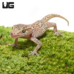 ug_mocquard’s_madagascar_ground_gecko_bastardi_3.jpg