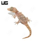 ug_mocquard’s_madagascar_ground_gecko_bastardi_2.jpg