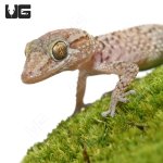 ug_mocquard’s_madagascar_ground_gecko_bastardi_1.jpg
